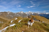 60 Il fedele compagno di ogni giorno - foto Fulvio